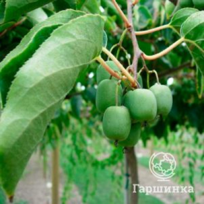Актинидия Аргута Думбартон Оукс (женский сорт)