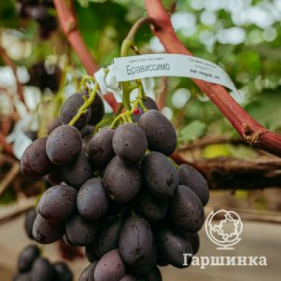 Виноград Кишмиш Брависсимо
