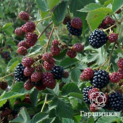 Ежевика Тонфри (без шипов)
