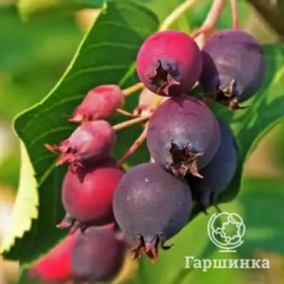 Ирга Менден ольхолистная