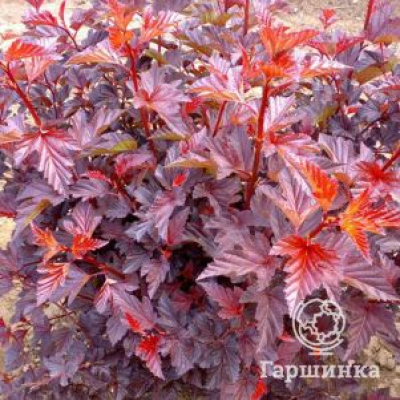 Пузыреплодник Ред Барон (Physocarpus opulifolius 'Red Baron')