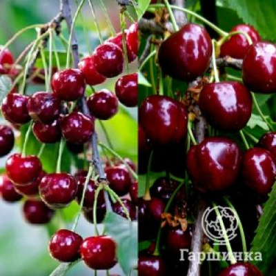 Вишня Шоколадница + опылитель