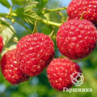 Малина Глен Ампл бесшипная