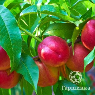 Нектарин Ванг-3
