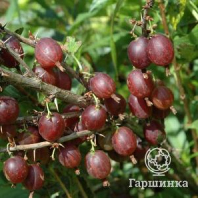 Крыжовник Олави