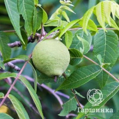 Орех грецкий Заря Востока