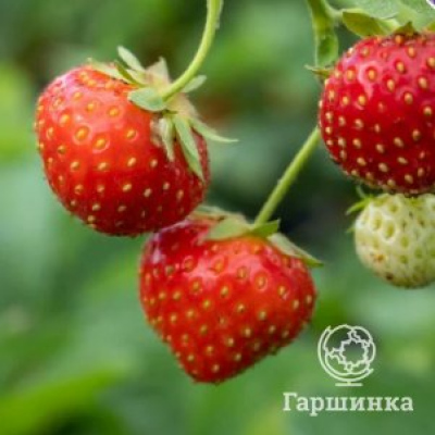 Клубника Гармония ремонтантная