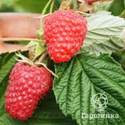Малина Полонез