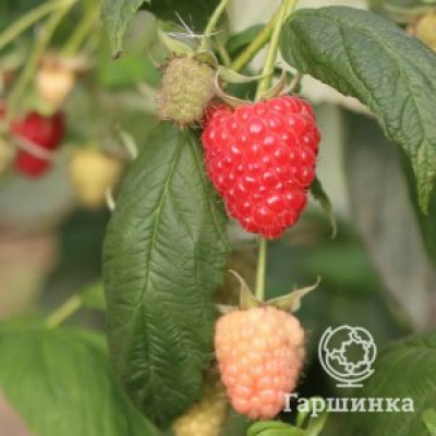 Малина Мапема