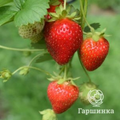 Клубника Сельва ремонтантная