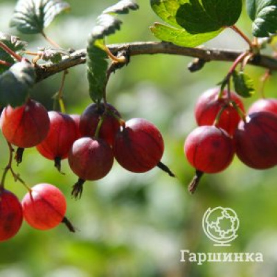 Крыжовник Финик