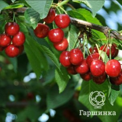 Черешня Синявская (раннеспелая)