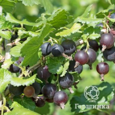 Крыжовник Орленок ранний слабошипованный