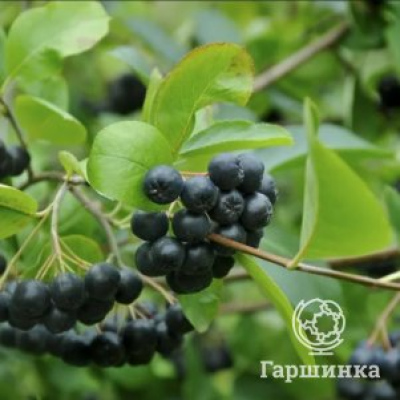 Черноплодная рябина Мулатка