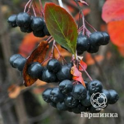 Черноплодная рябина Амит