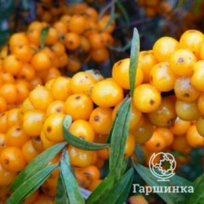 Облепиха Нивелена