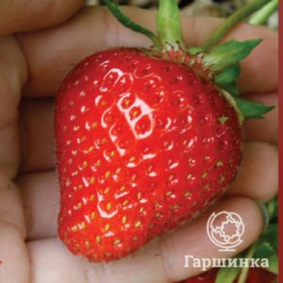 Клубника Элеганс