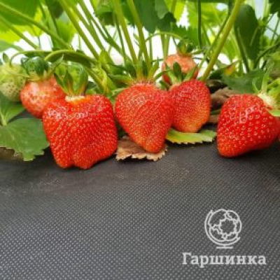 Клубника Азия