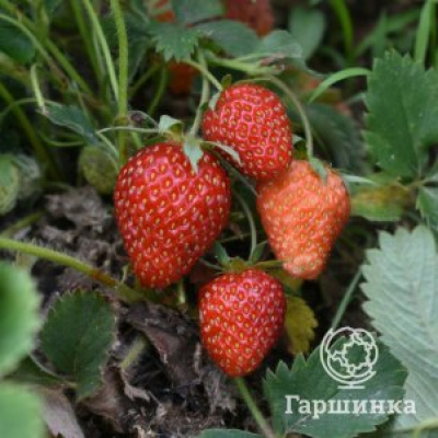 Клубника Гора Эверест ремонтантная