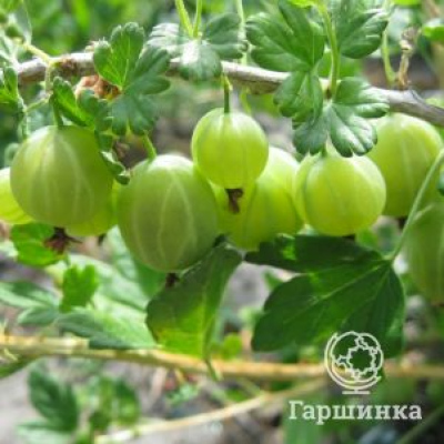 Крыжовник Берилл крупноплодный зеленый