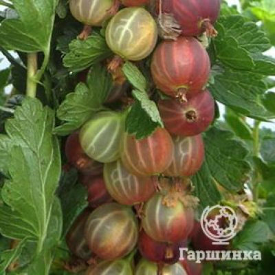 Крыжовник Смена