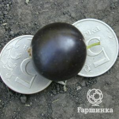 Смородина Ядреная черная