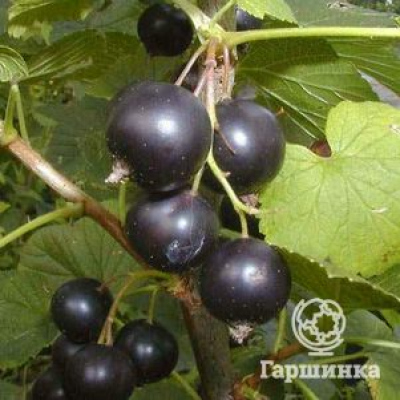 Смородина Бинар (Памяти Павловой) черная