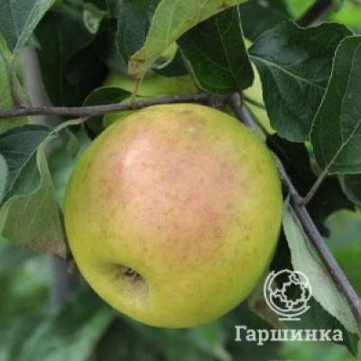 Яблоня Голден Владимирский