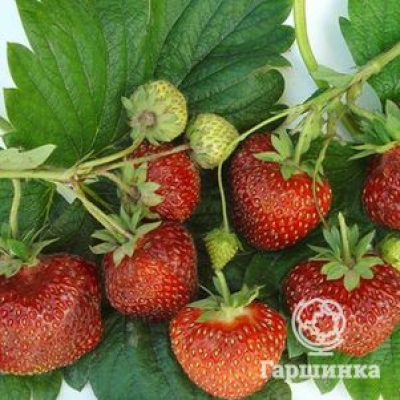 Клубника Боровицкая
