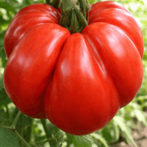 Томат Медвежья лапа — характеристика и описание сорта, урожайность