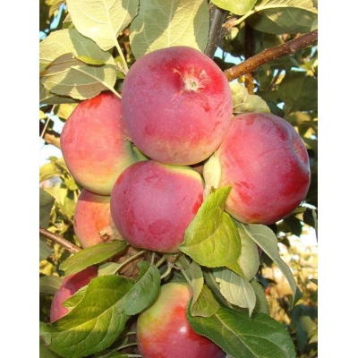 Яблоня Орлик