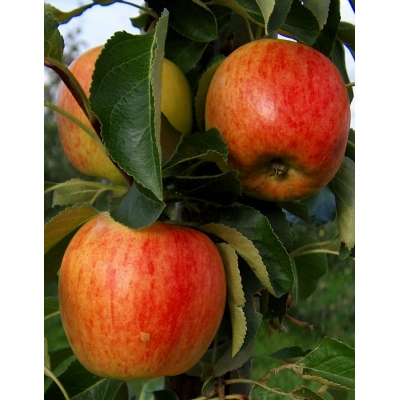 Яблоня Первоуральская