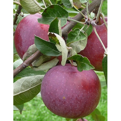 Яблоня Лобо