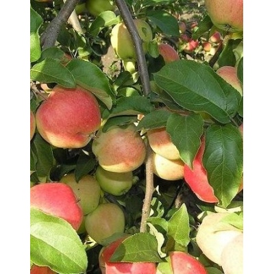 Яблоня Кандиль Орловский