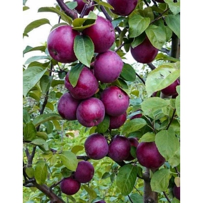 Яблоня Спартан