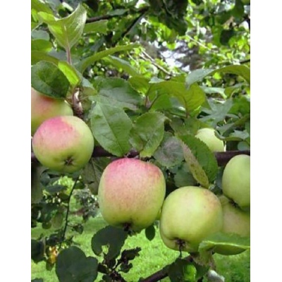 Яблоня Антоновка десертная