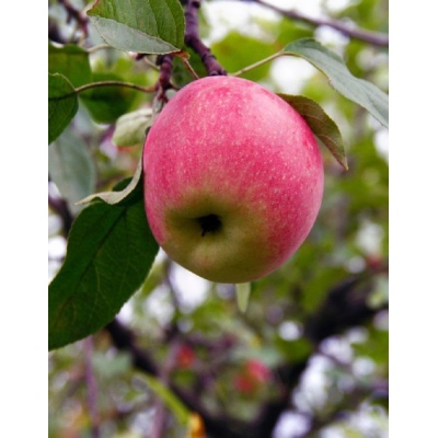 Яблоня Краса Свердловска