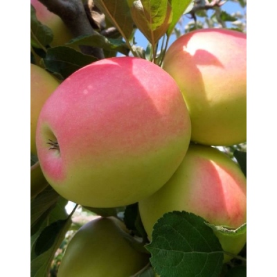 Яблоня Синап Северный