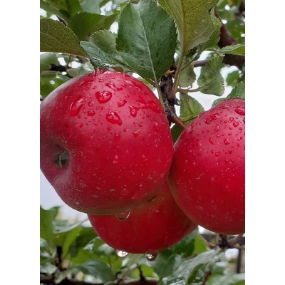 Яблоня Благая весть