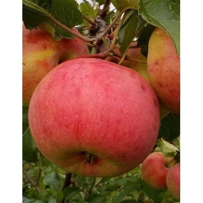 Яблоня Болотовское