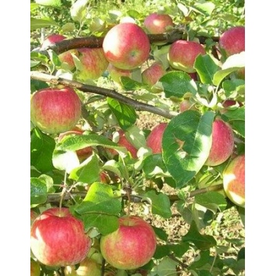 Яблоня Рождественское