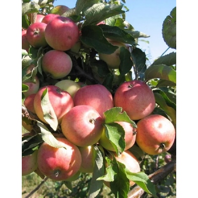 Яблоня Грушовка Московская