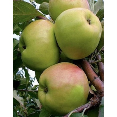 Яблоня Брат чудного