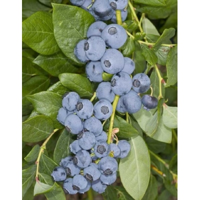 Голубика высокорослая Валор