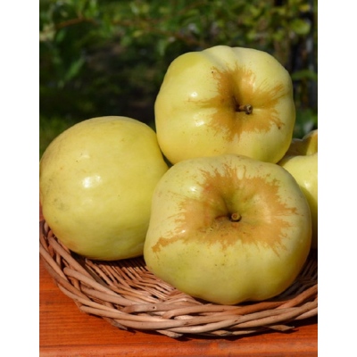 Яблоня Антоновка новая