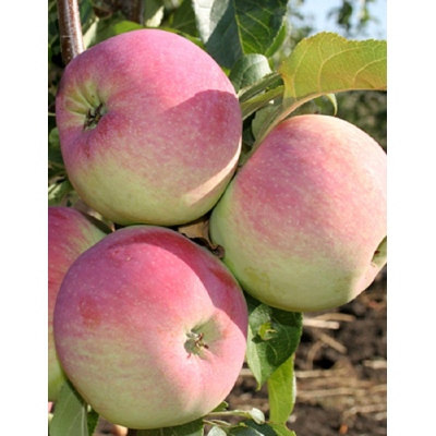 Яблоня Свежесть