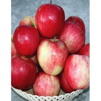 Яблоня Строевское