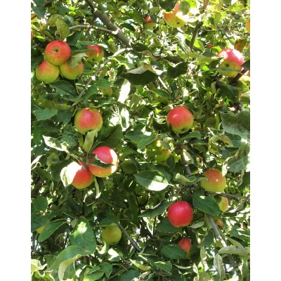 Яблоня Пепин Шафранный