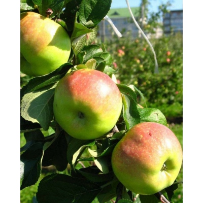 Яблоня Богатырь