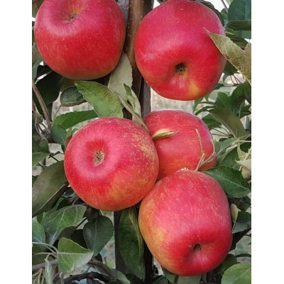 Яблоня Хоней Крисп